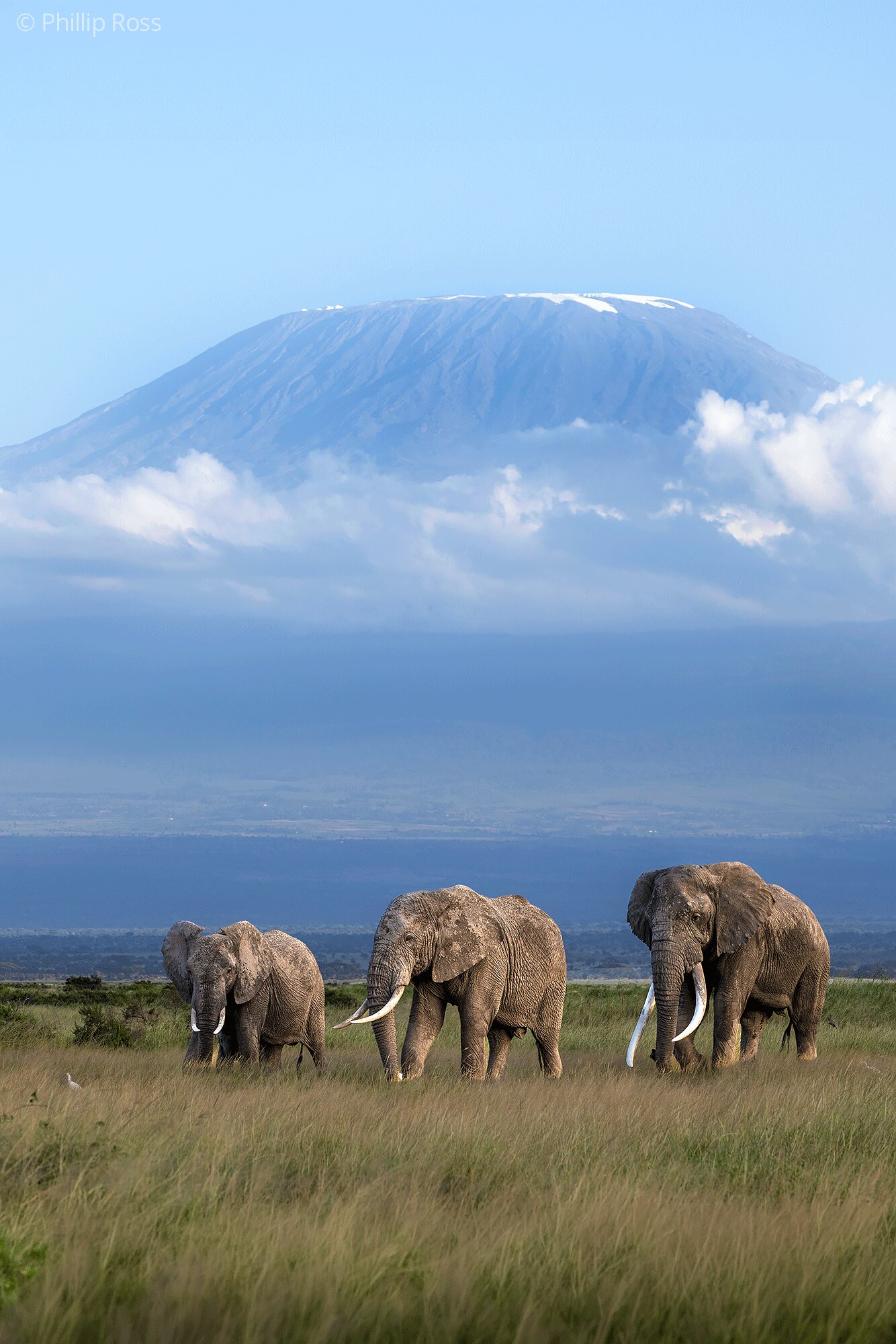 Three elephants (Loxodonta africana) walking through grassland in Amboseli, with Mount Kilimanjaro behind them