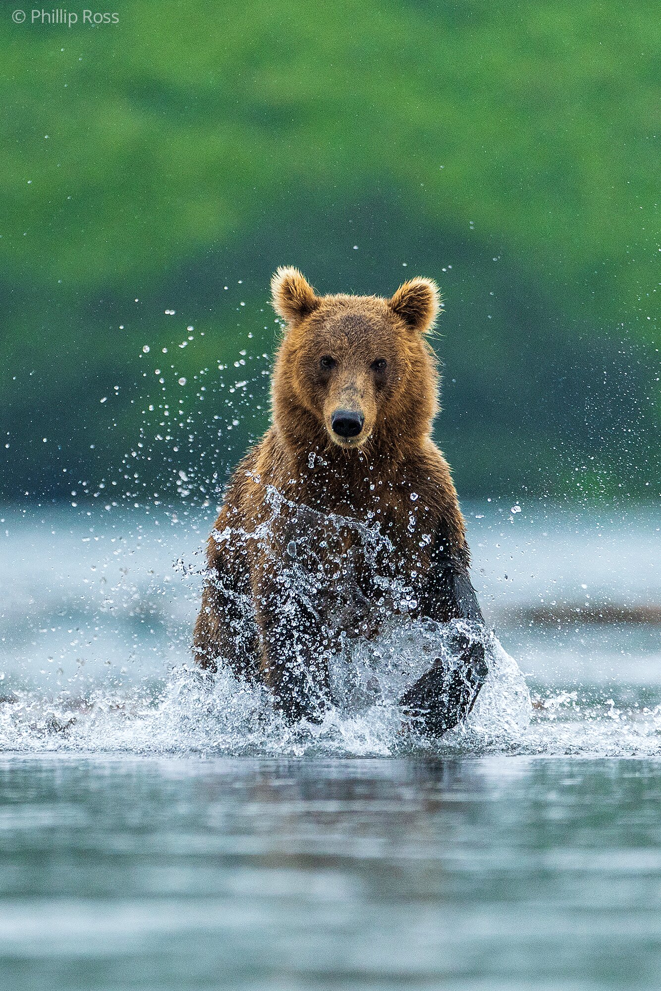A Kamchatka brown bear (Ursus arctos beringianus) leaping through the water in a burst of spray