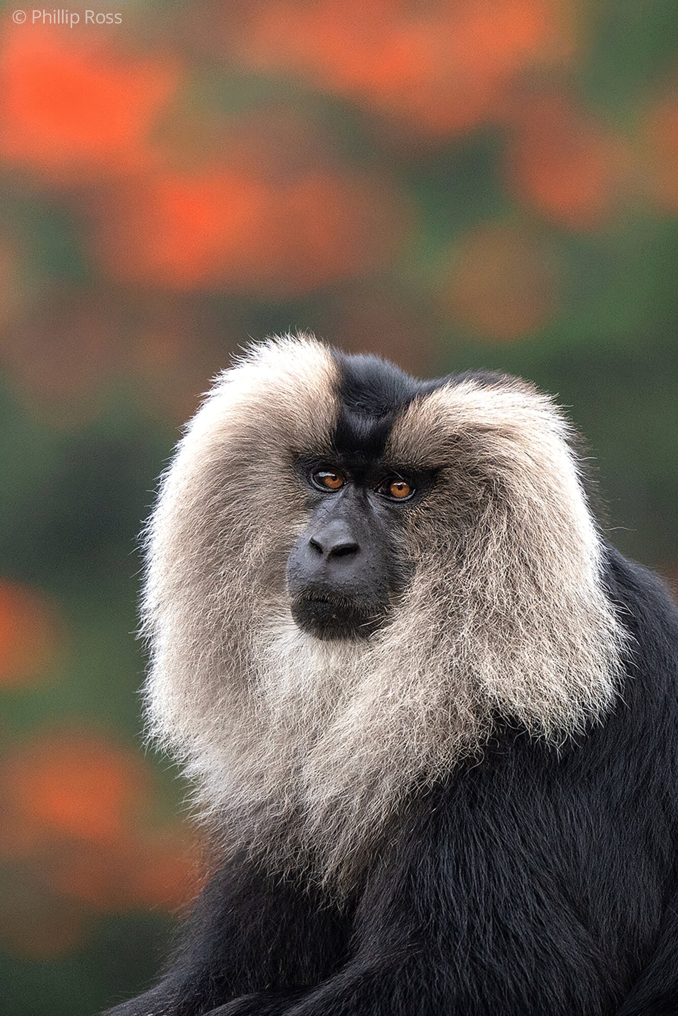 A portrait of a lion-tailed macaque (Macaca silenus) against out-of-focus orange flowers