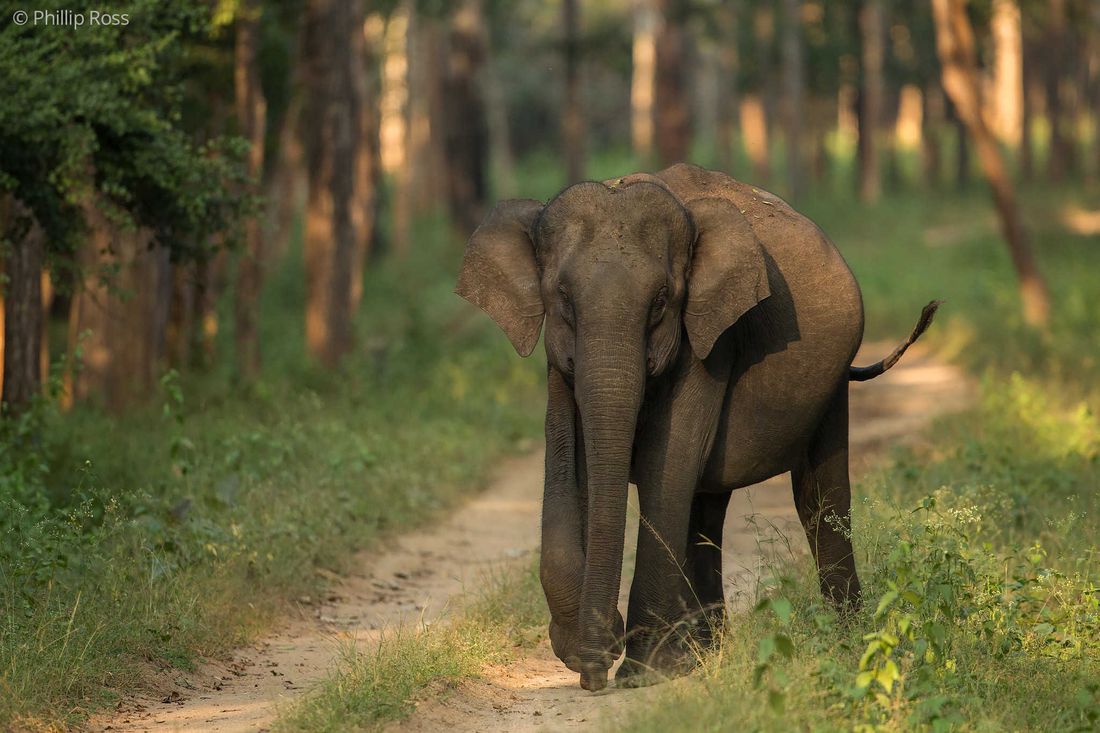 An Asiatic elephant (Elephas maximus) in the forest at Kabini