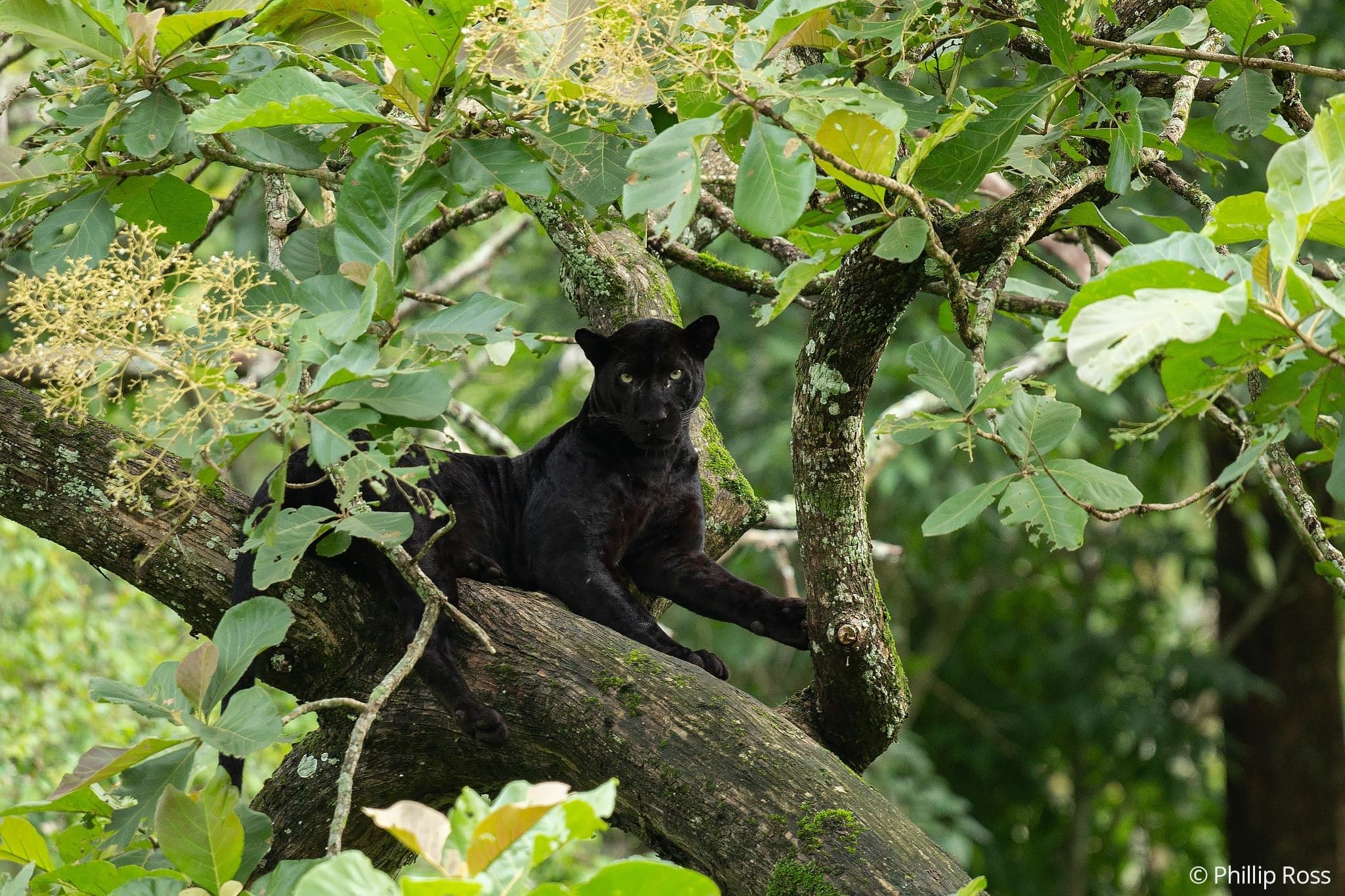 A black panther (Panthera pardus) resting along a branch in the forest canopy at Kabini