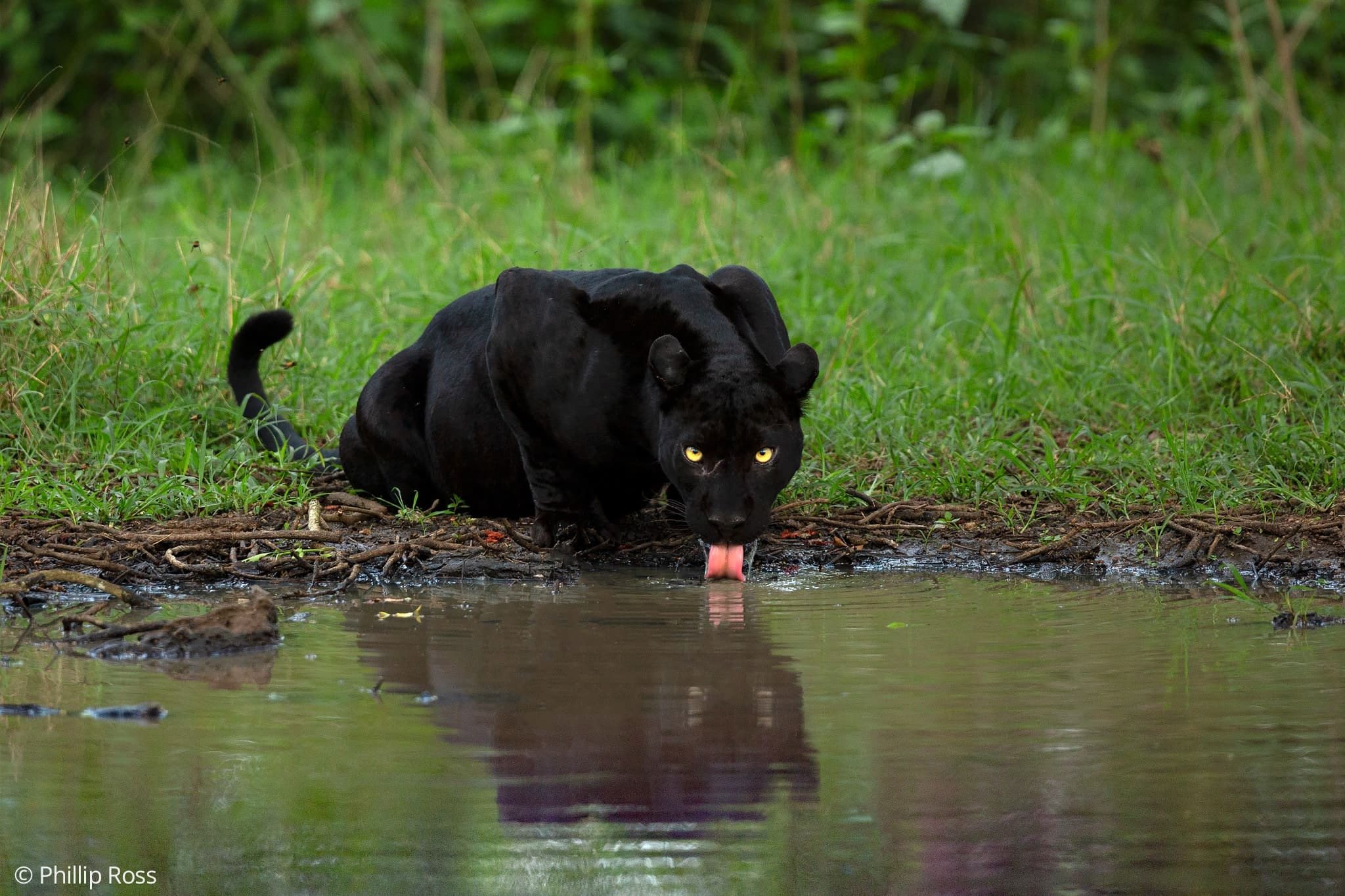 A black panther (Panthera pardus) drinking at the water's edge in Kabini, its reflection in the still water, photographed by Phillip Ross
