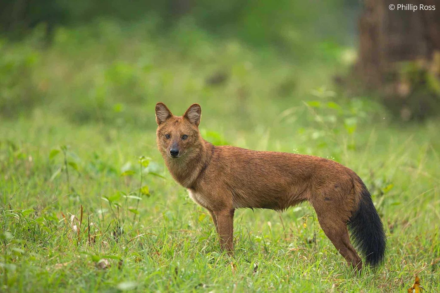 An Indian dhole (Cuon alpinus), or Asiatic wild dog, on the backwaters of Kabini