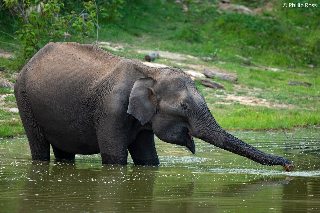 An Asiatic elephant standing in the water at Kabini