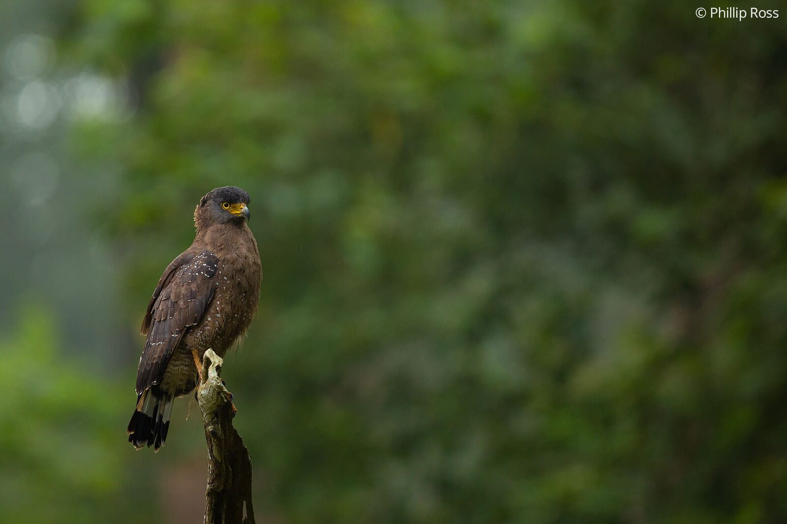 Crested Serpent Eagle (Spilornis cheela) in Kabini on a Wildlife Photography Tour