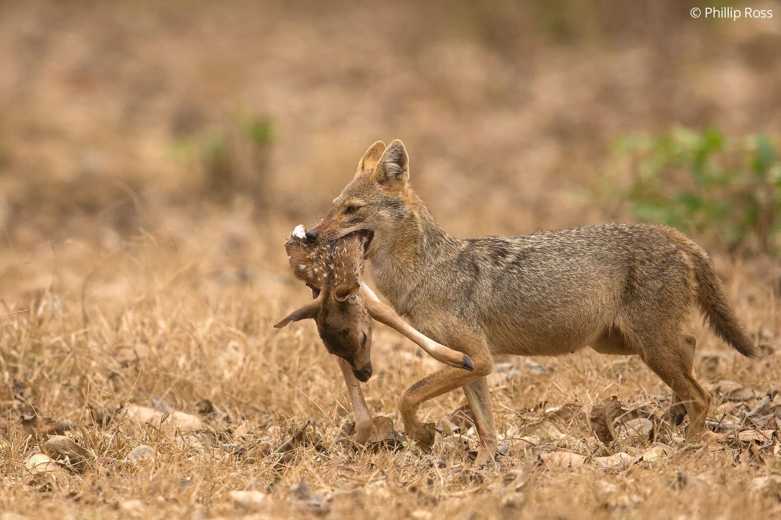 Jackal (Canis aureus) with a Kill in Kabini on a Wildlife Photography Tour