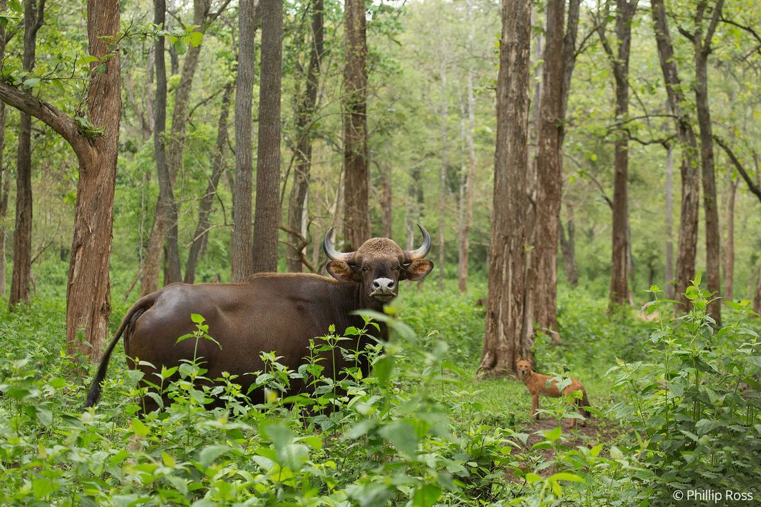 An Indian gaur (Bos gaurus) and an Asiatic wild dog (Cuon alpinus), or dhole, together in Kabini