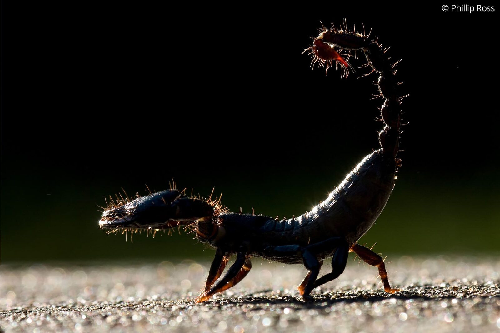 A giant forest scorpion (Gigantometrus swammerdami) on a forest road in Nagarahole