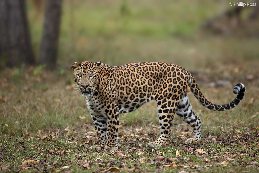 An Indian leopard (Panthera pardus) walking through the forests of Kabini