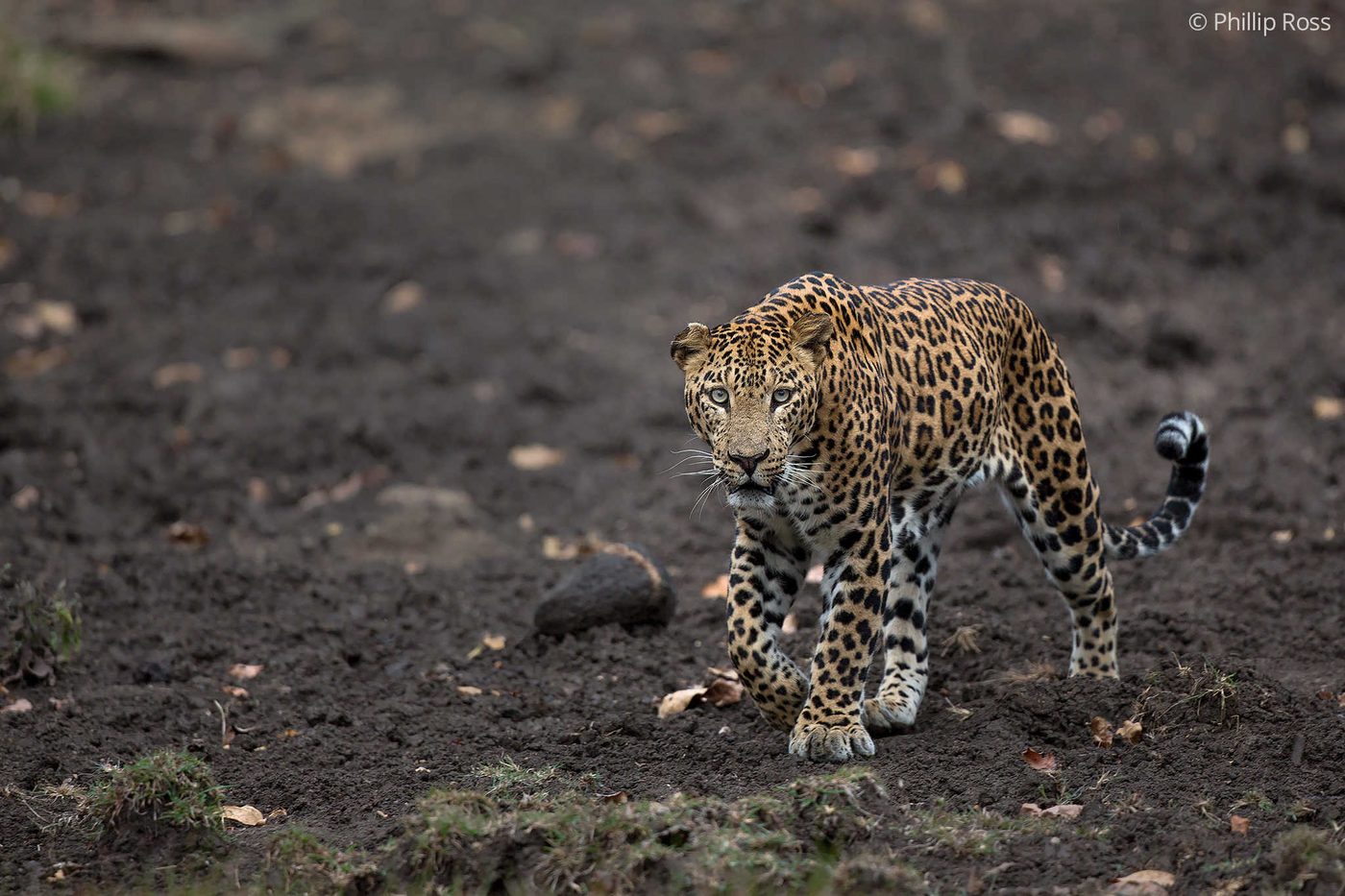 An Indian leopard (Panthera pardus) walking through a salt pit in Kabini