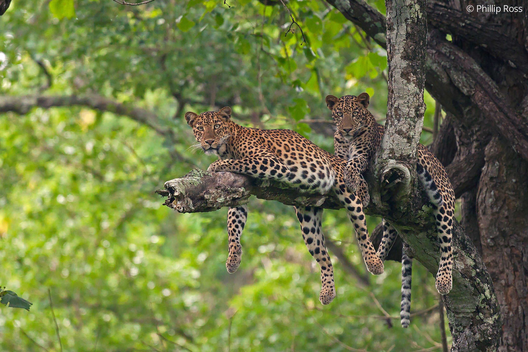 An Indian leopardess (Panthera pardus) sitting in a tree with her cub beside her, in Kabini