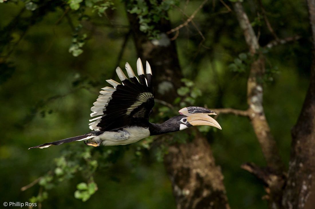 A Malabar Pied Hornbill (Anthracoceros coronatus) in flight between trees at Kabini