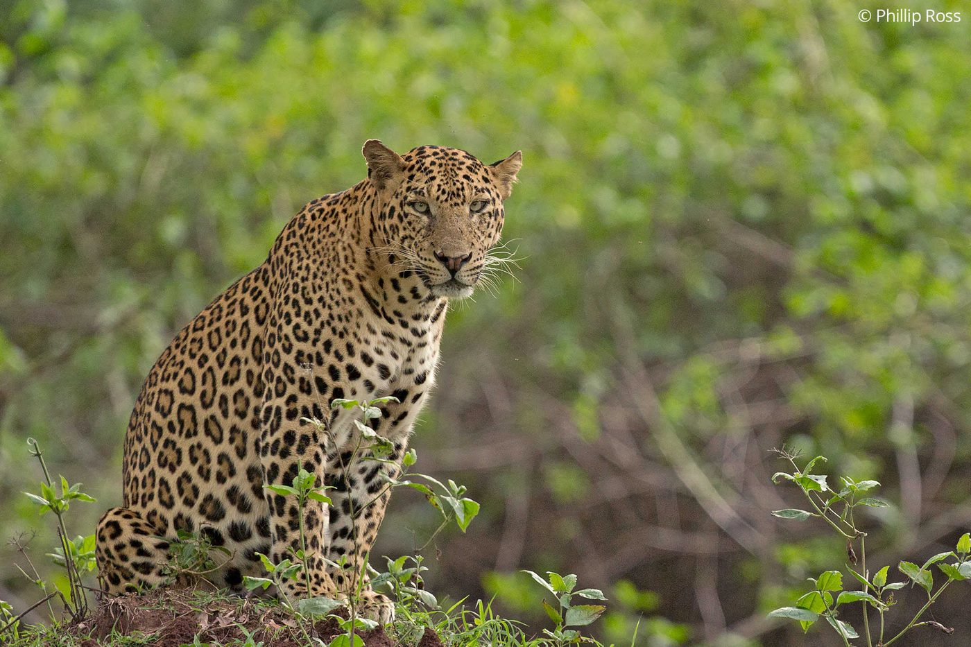 A male leopard (Panthera pardus) standing in dappled light in the forests of Kabini