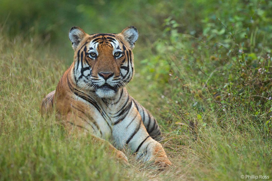 A male tiger (Panthera tigris) lying in long grass at Kabini, looking toward the camera