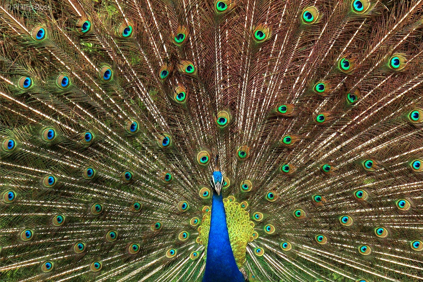 A peacock (Pavo cristatus) unfurling its tail in a spectacular dance in Kabini, Nagarhole Tiger Reserve