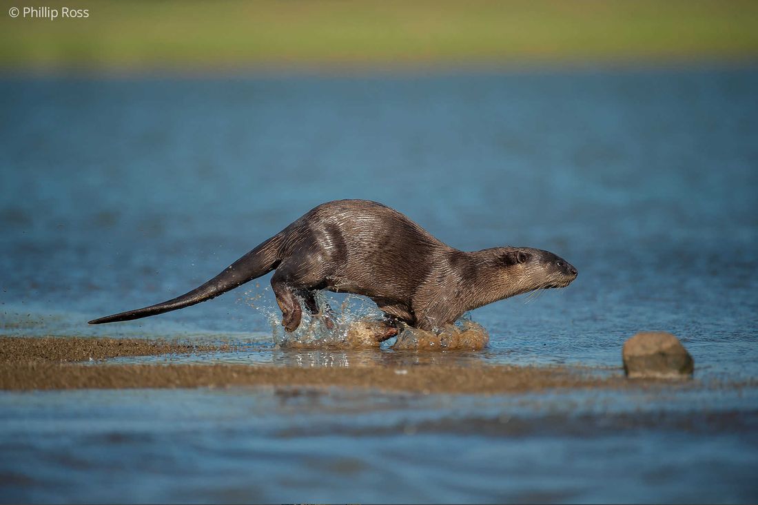 A Smooth-coated Otter (Lutrogale perspicillata) on a sandbar near the Kabini backwaters