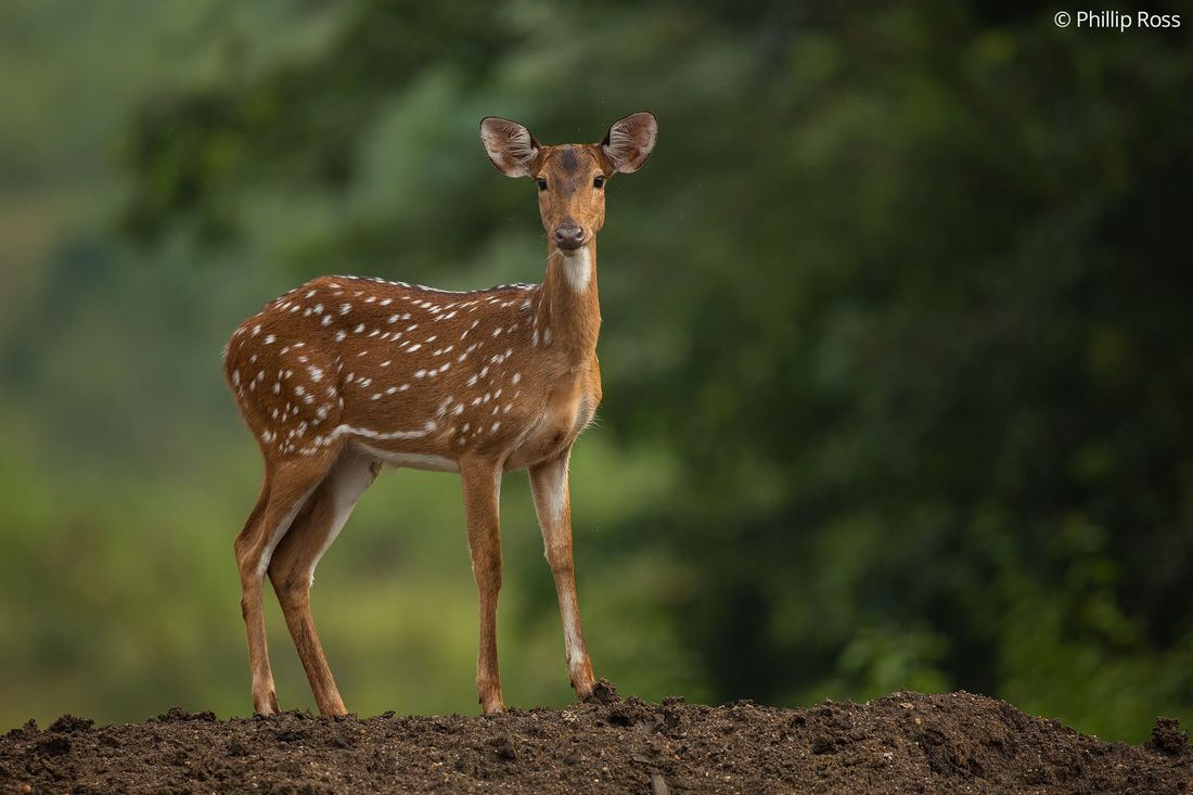 Spotted deer (Axis axis) in the forest at Kabini