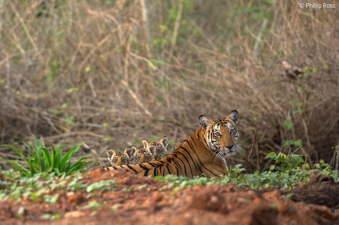 A tigress with her cubs in Kabini