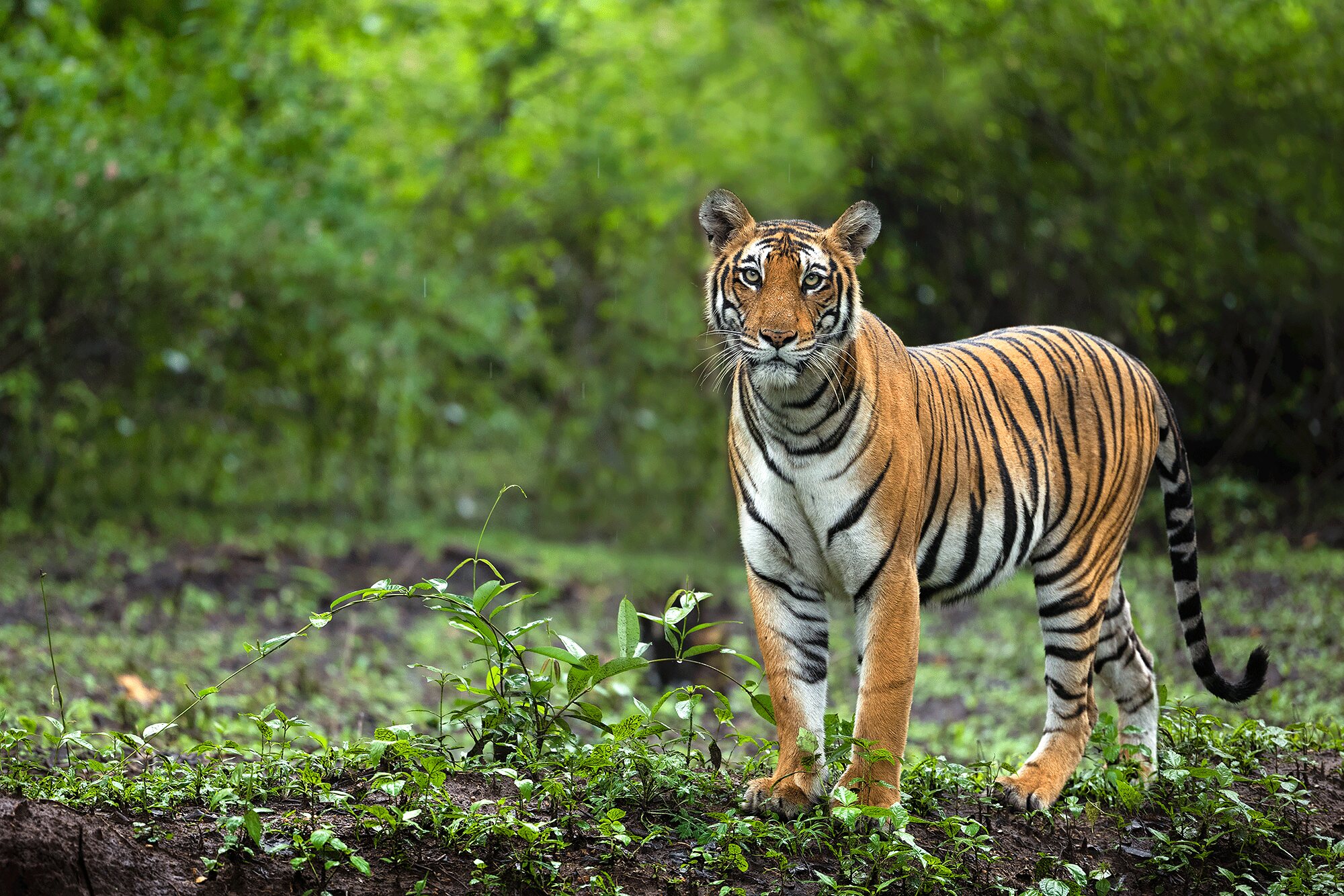 A tiger (Panthera tigris) standing among fresh green undergrowth in the forests of Kabini, looking toward the camera