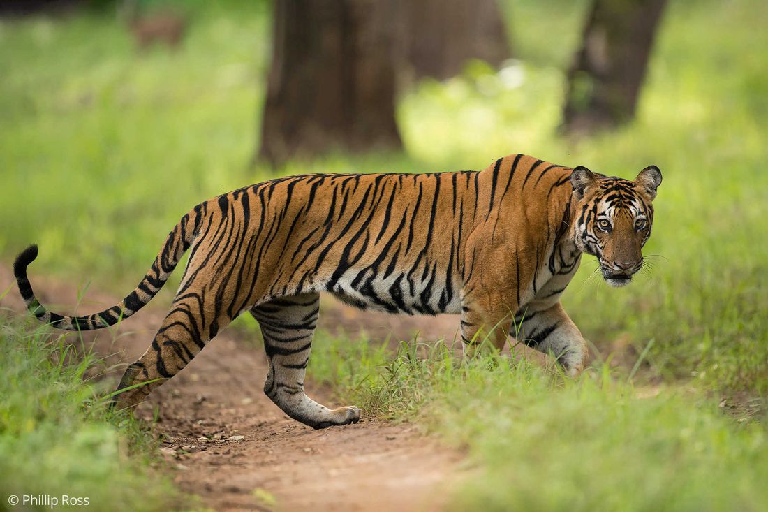 A tiger (Panthera tigris) crossing a forest road in Kabini