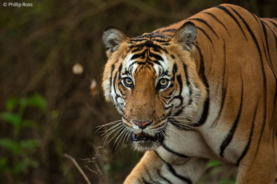 A tiger (Panthera tigris) close up in the forests of Kabini, looking toward the camera
