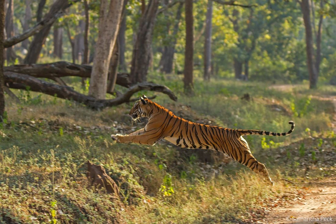 A tigress (Panthera tigris) moving fast through open forest after deer, in Kabini