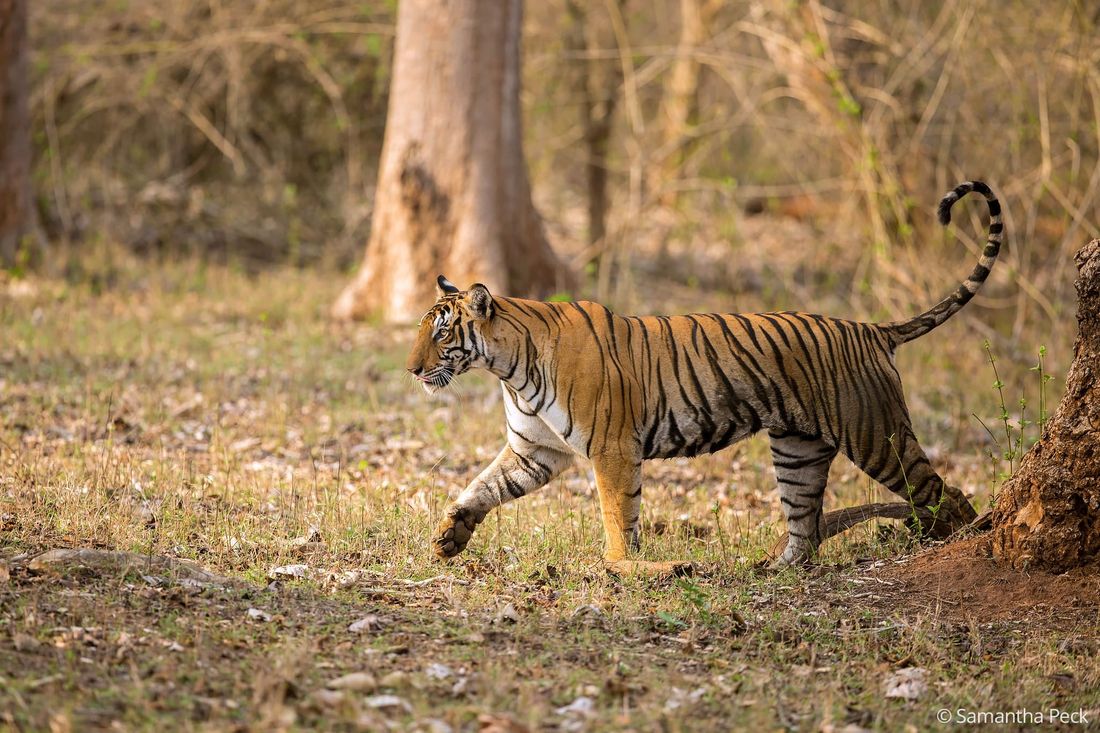 A tigress (Panthera tigris) scent-marking a tree trunk in Kabini