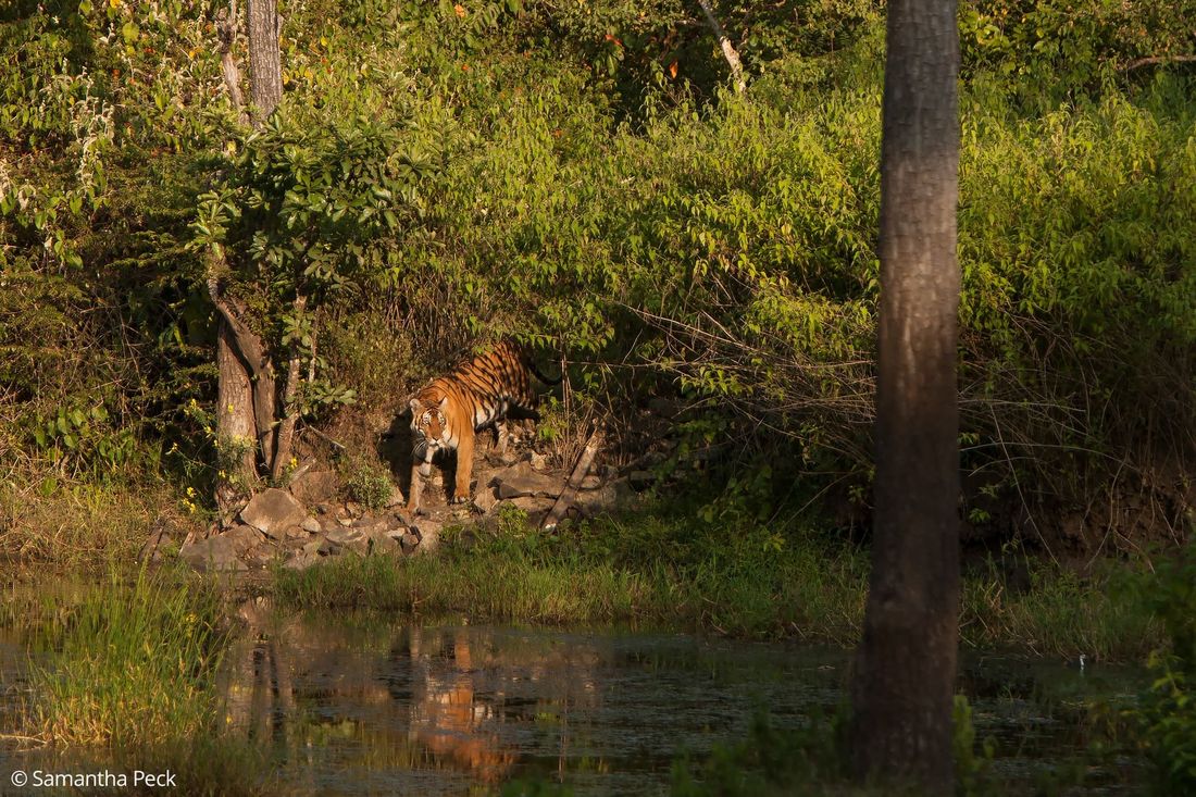 A tigress (Panthera tigris) at a water hole in Kabini