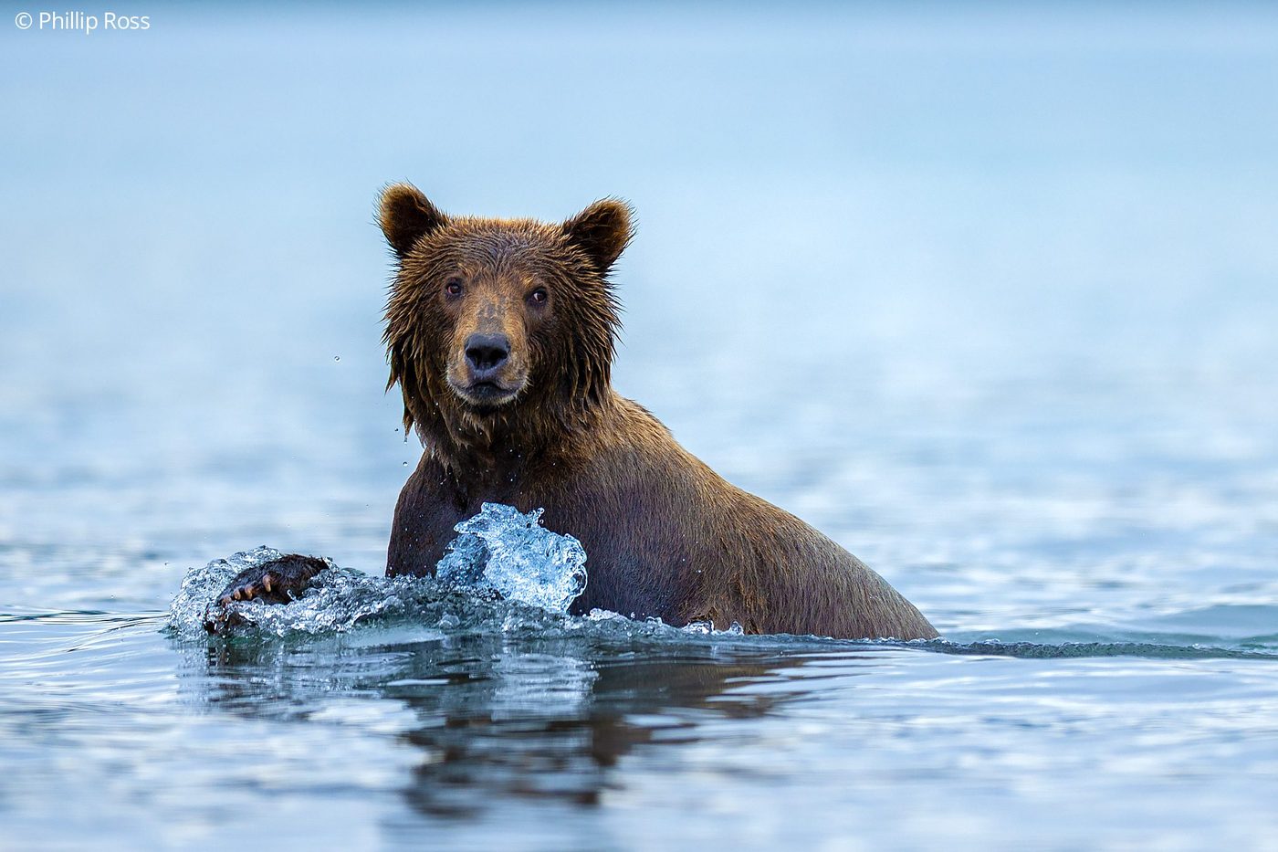 A Kamchatka brown bear (Ursus arctos beringianus) swimming head-on through a lake in Kamchatka