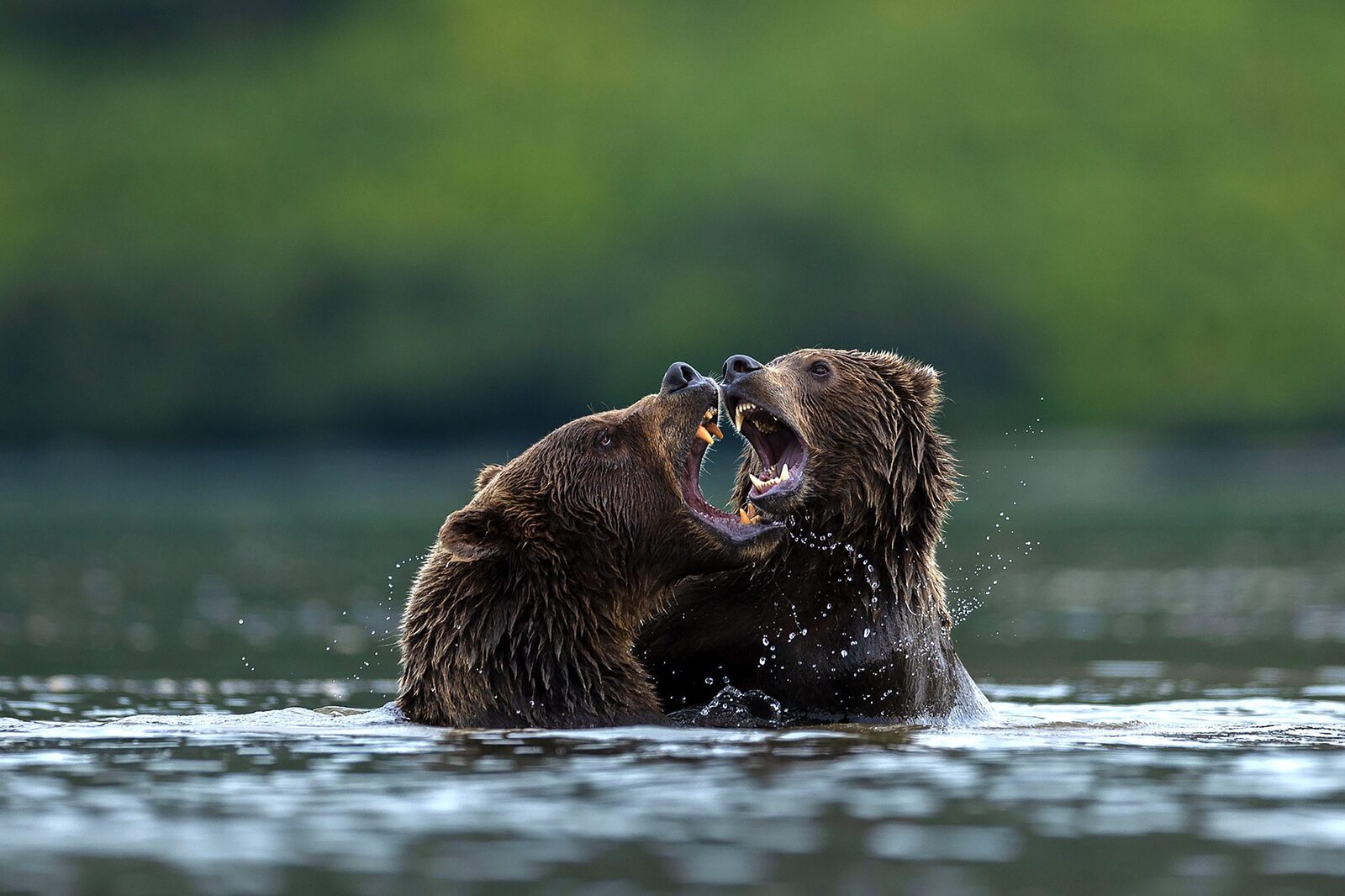 A mother Kamchatka brown bear (Ursus arctos beringianus) and her cub play-fighting in the water