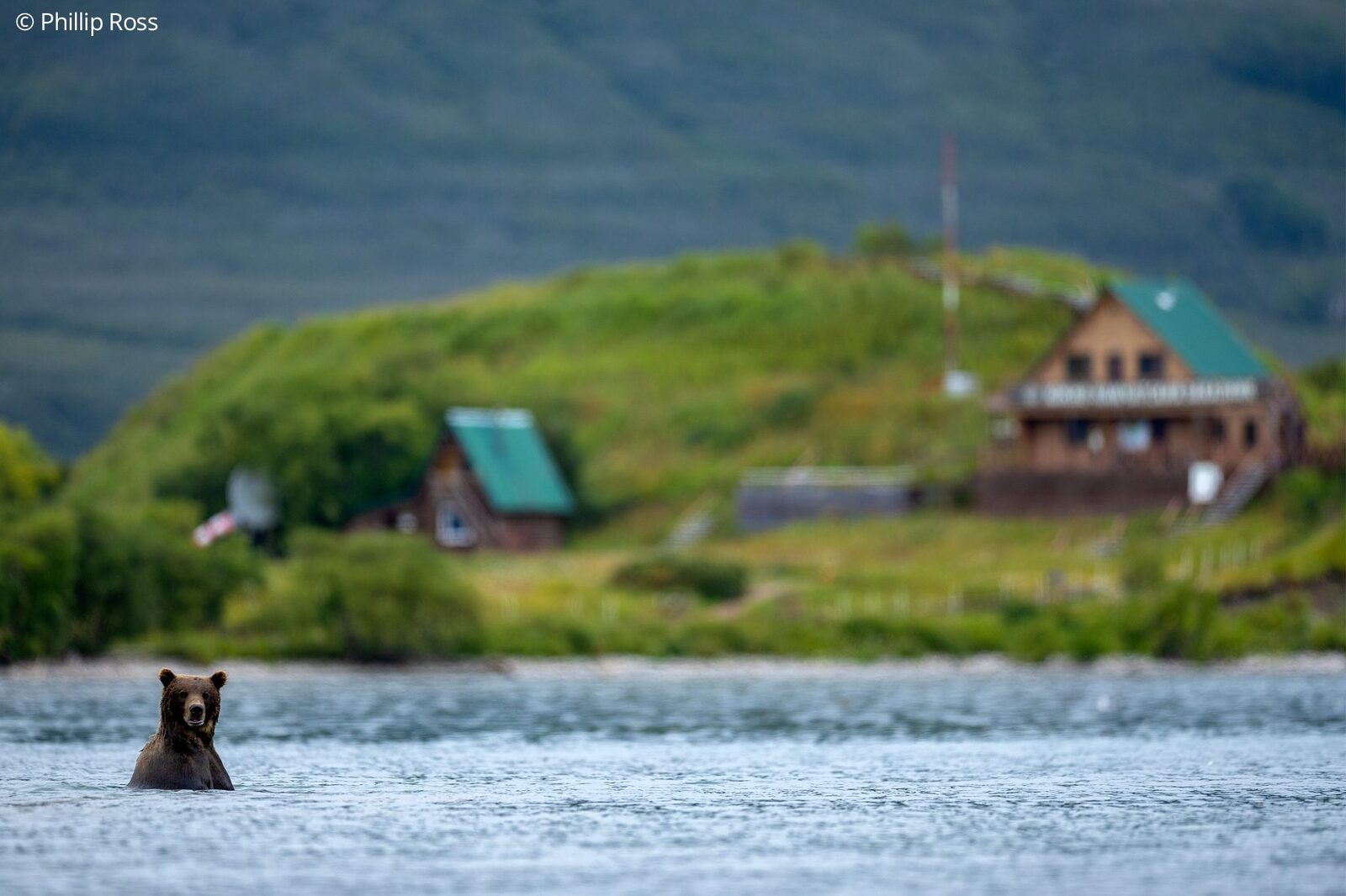 A Kamchatka brown bear (Ursus arctos beringianus) in the lake below the ranger station