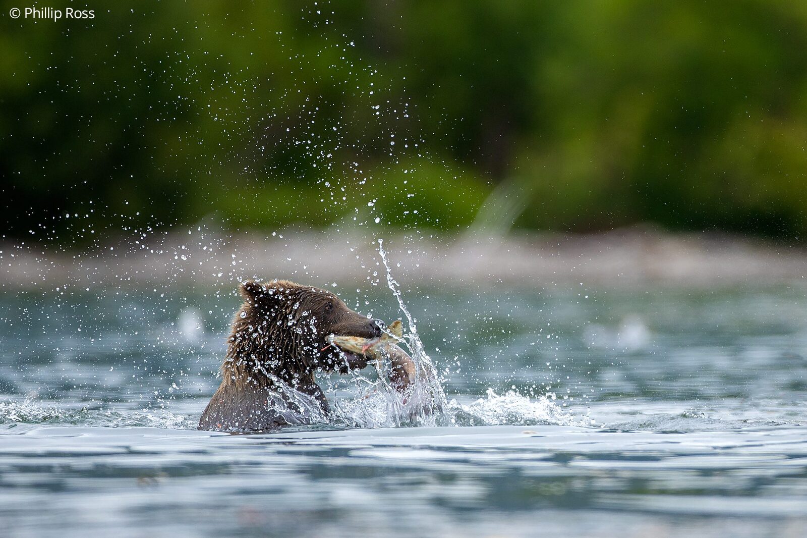 A Kamchatka brown bear (Ursus arctos beringianus) catching a salmon