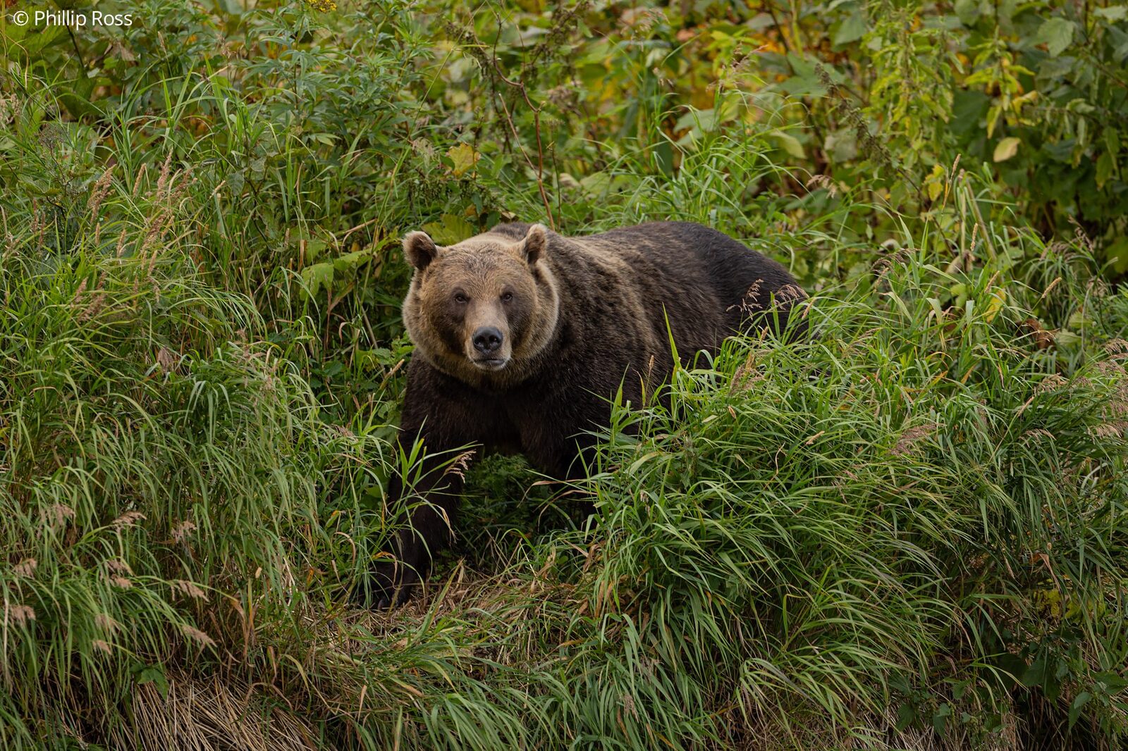 A Kamchatka brown bear (Ursus arctos beringianus) in the tall grass