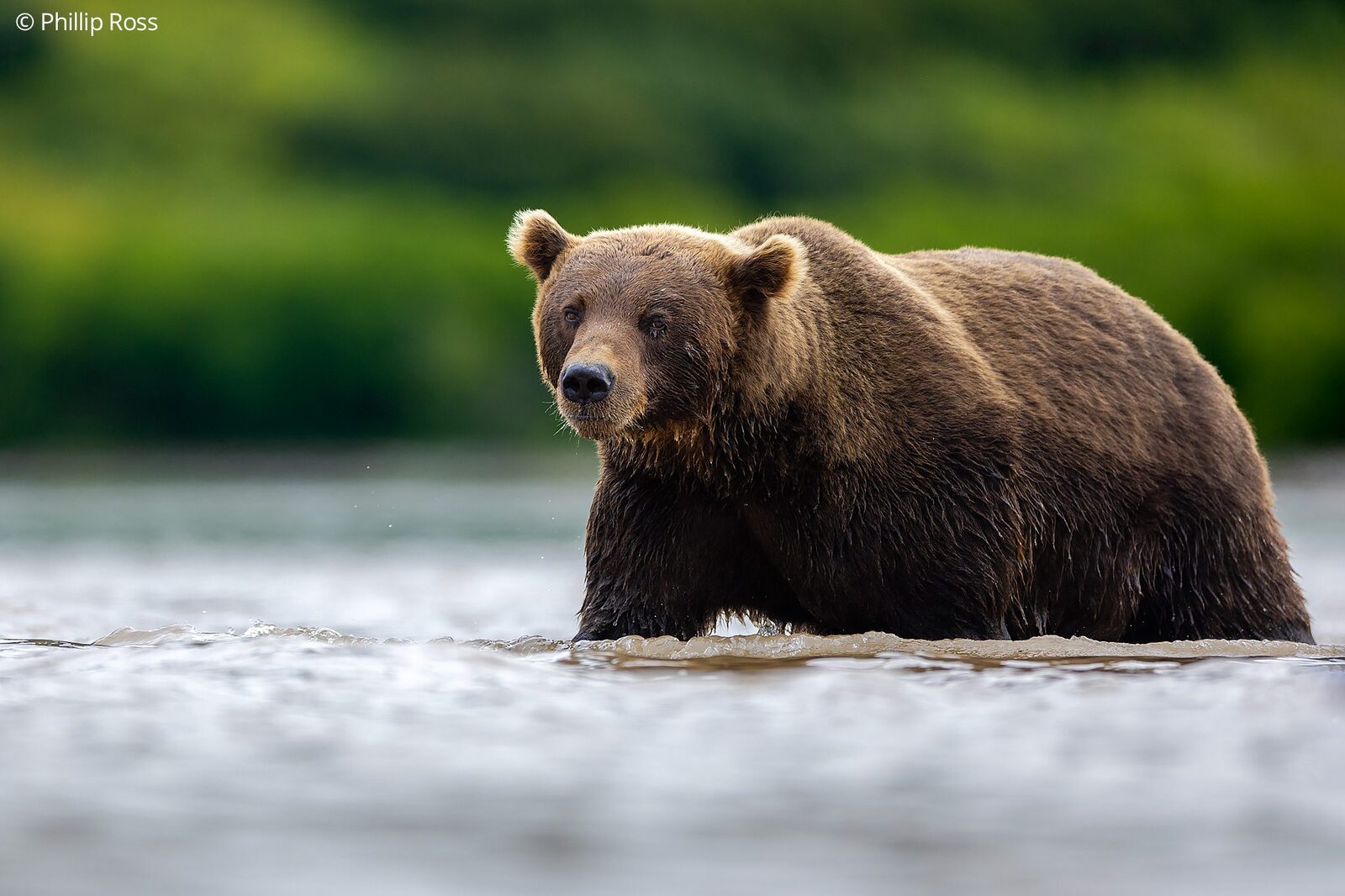 A Kamchatka brown bear (Ursus arctos beringianus) wading through the river