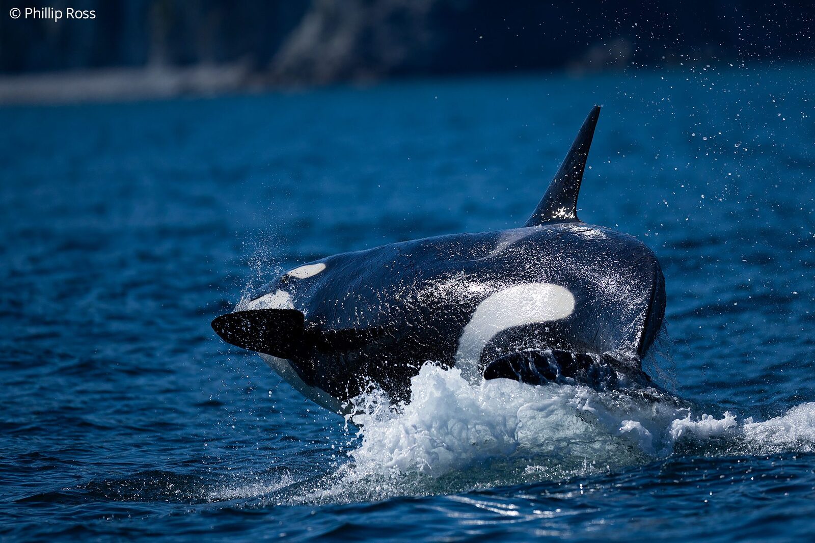 An orca (Orcinus orca) breaching