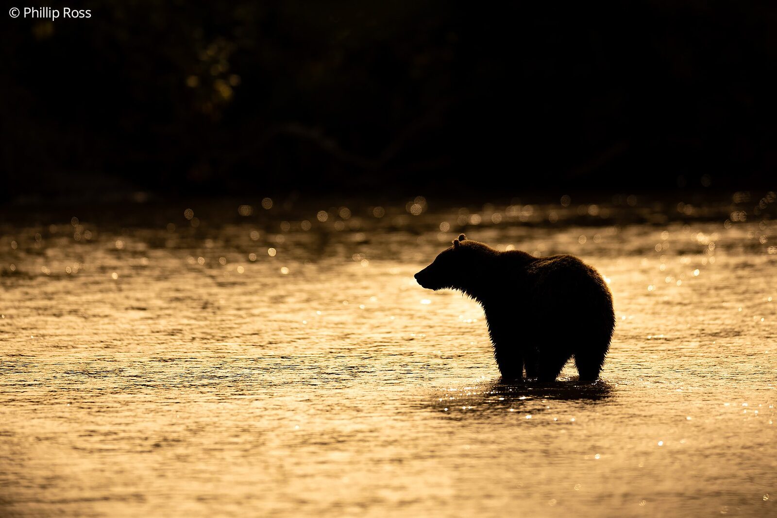 A Kamchatka brown bear (Ursus arctos beringianus) in the golden light on the water
