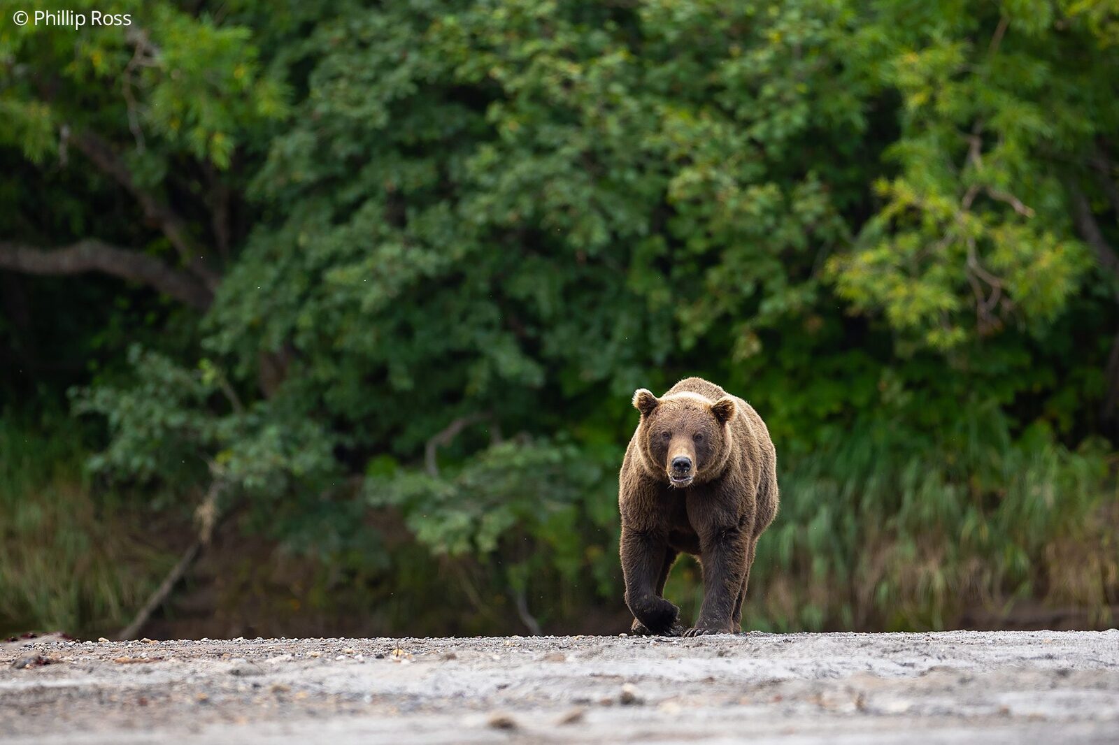 A Kamchatka brown bear (Ursus arctos beringianus) on the lakeshore