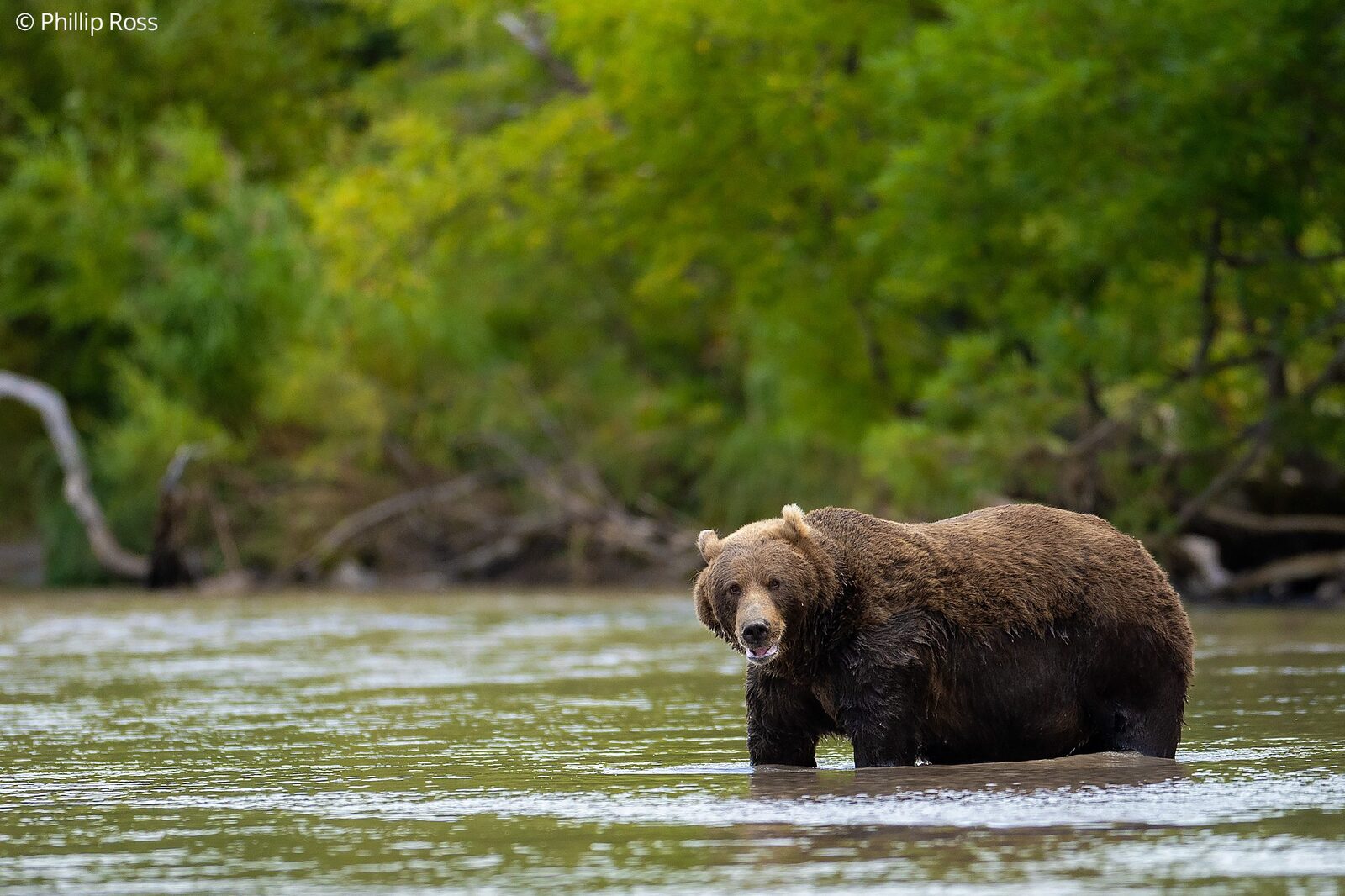 A Kamchatka brown bear (Ursus arctos beringianus) in the river