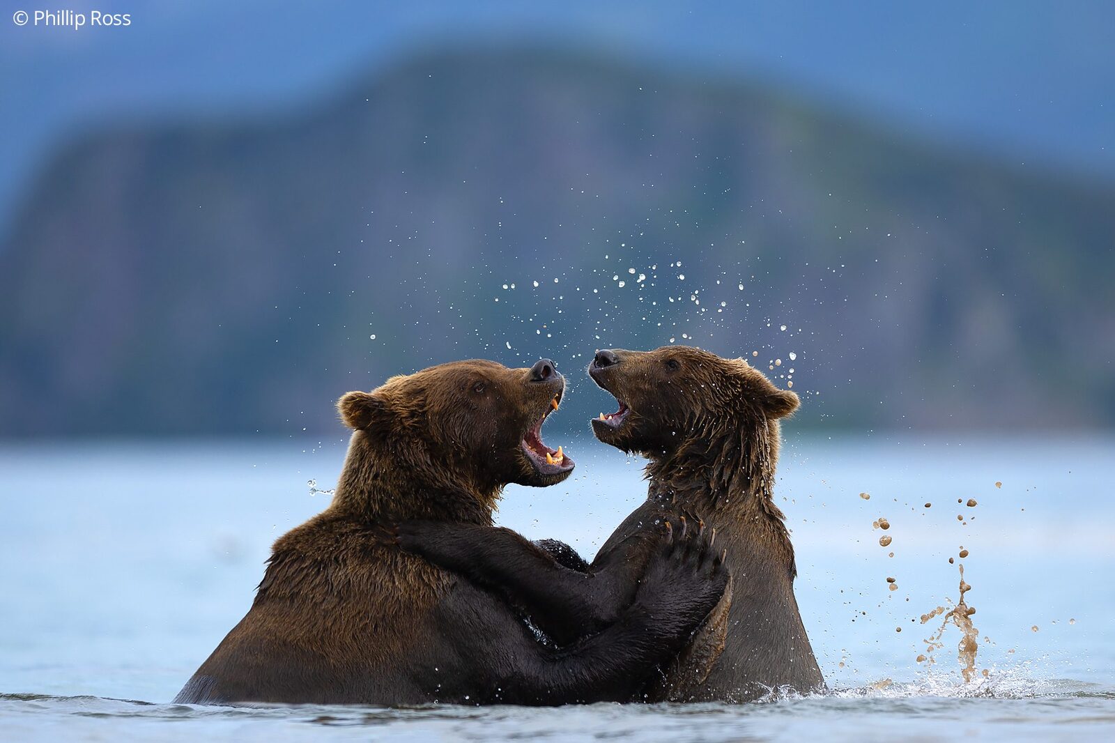 Kamchatka brown bears (Ursus arctos beringianus) sparring in the lake