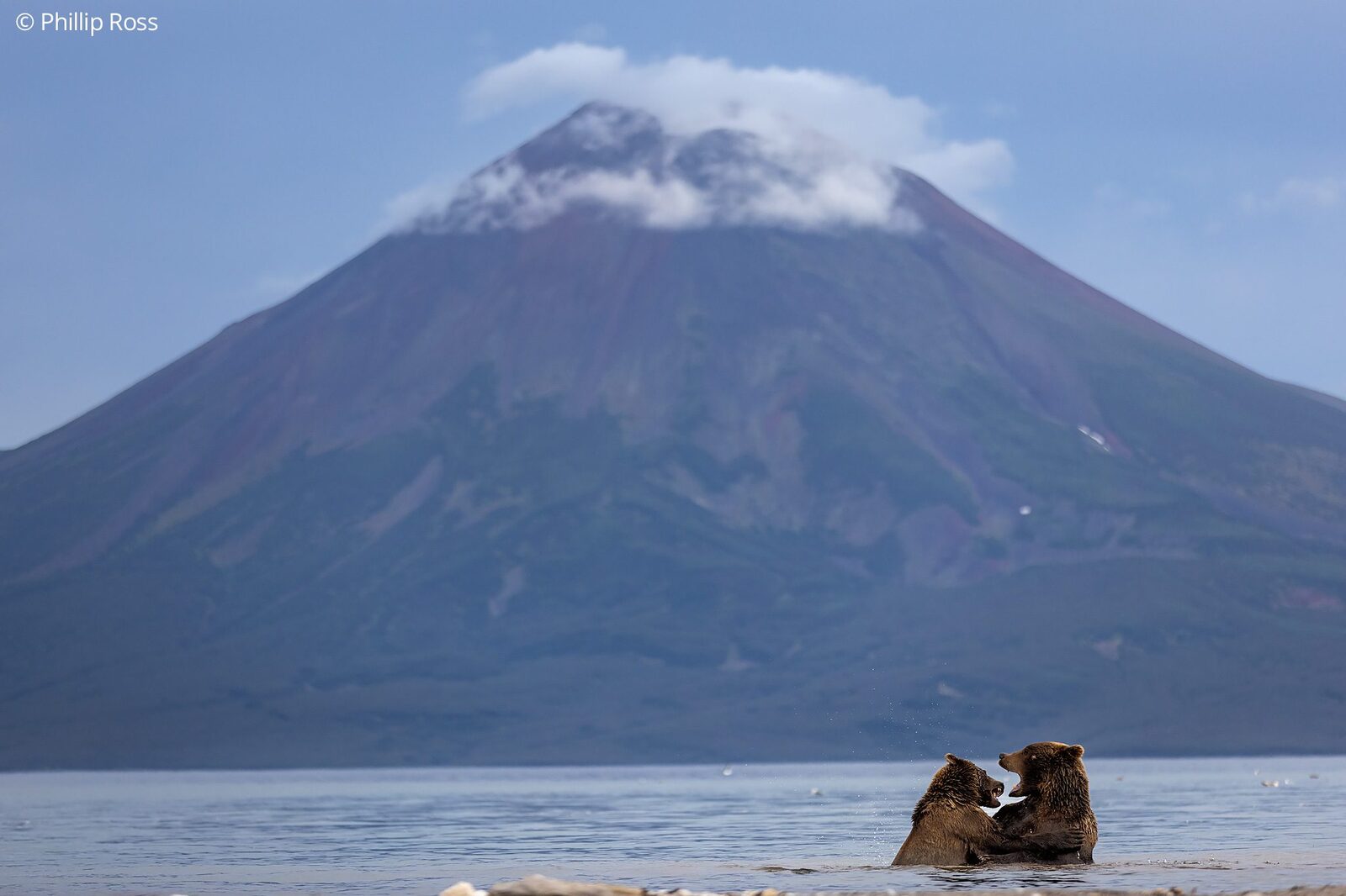 Kamchatka brown bears (Ursus arctos beringianus) with the magnificent Ilyinsky Volcano in the background
