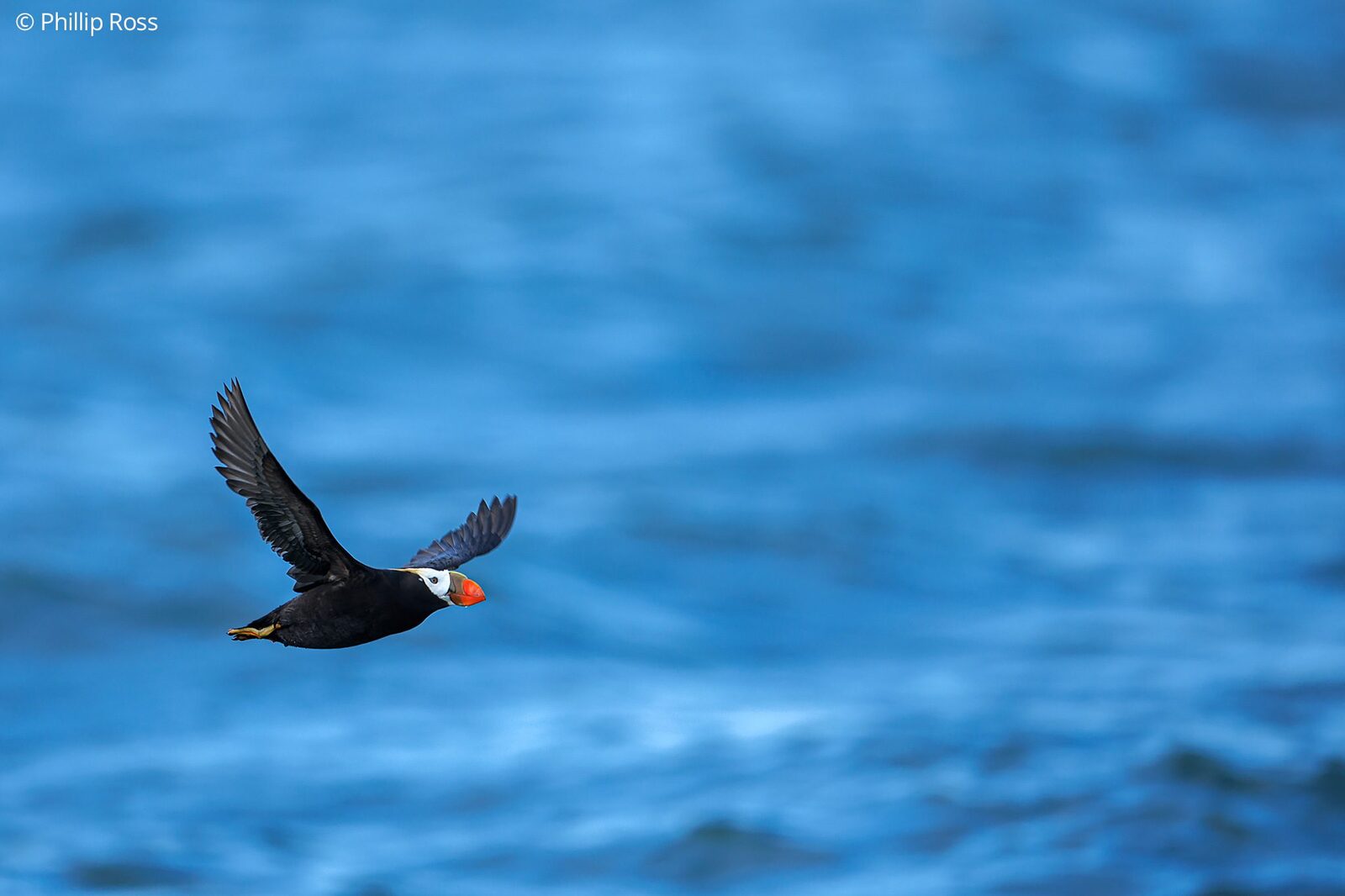 A Tufted Puffin (Fratercula cirrhata) in flight