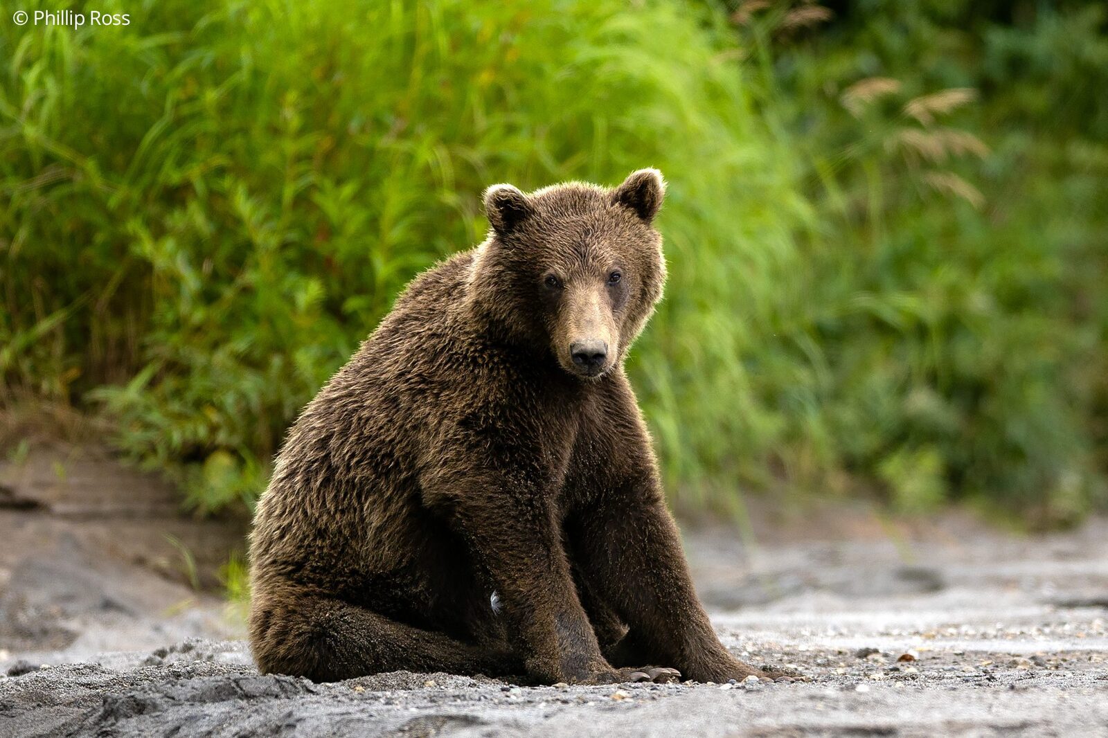 A Kamchatka brown bear (Ursus arctos beringianus) sitting on the shore