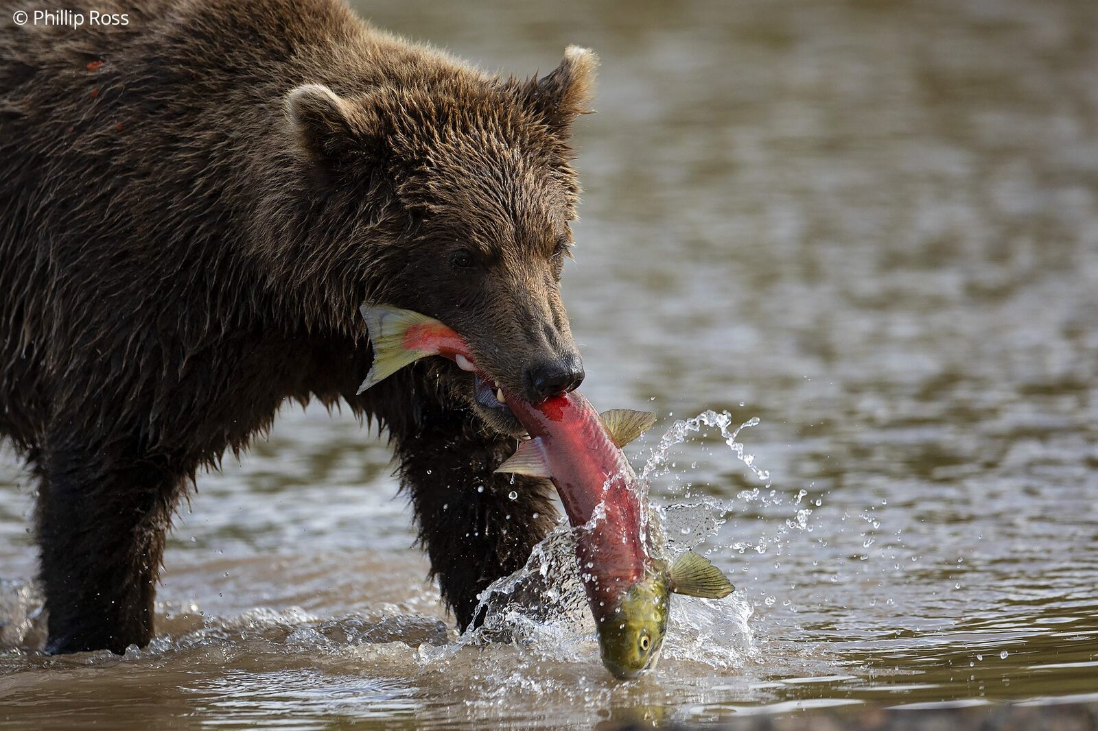 A Kamchatka brown bear (Ursus arctos beringianus) catching a salmon