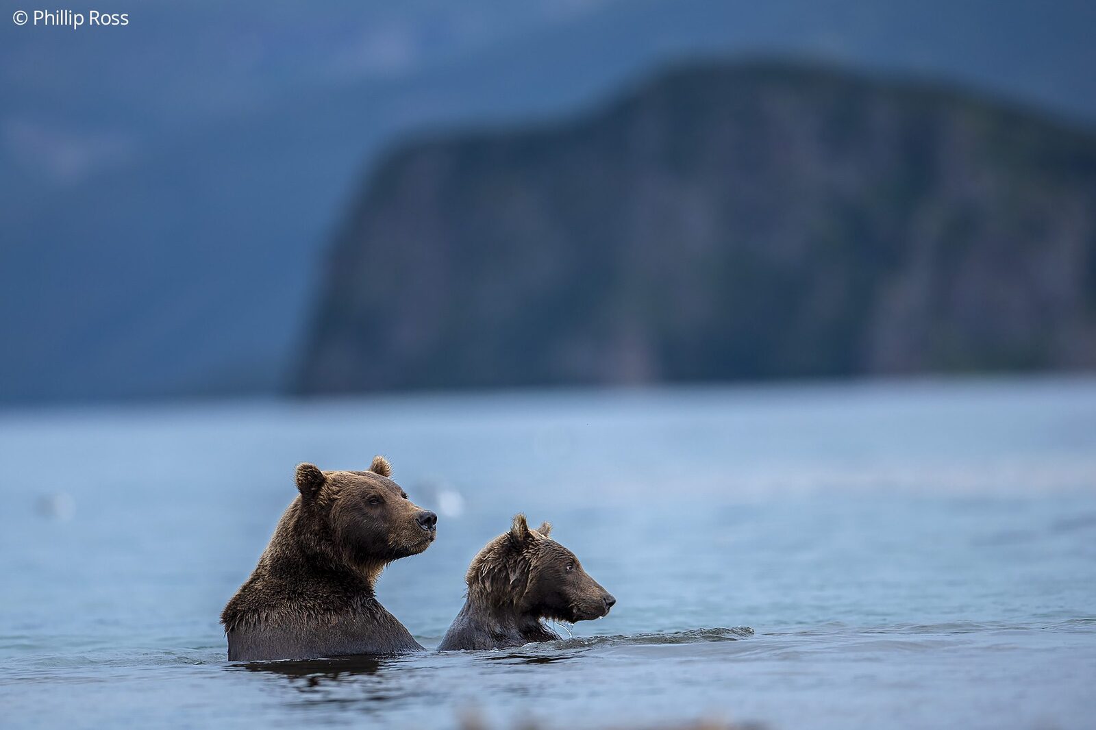 Two Kamchatka brown bears (Ursus arctos beringianus) in the lake
