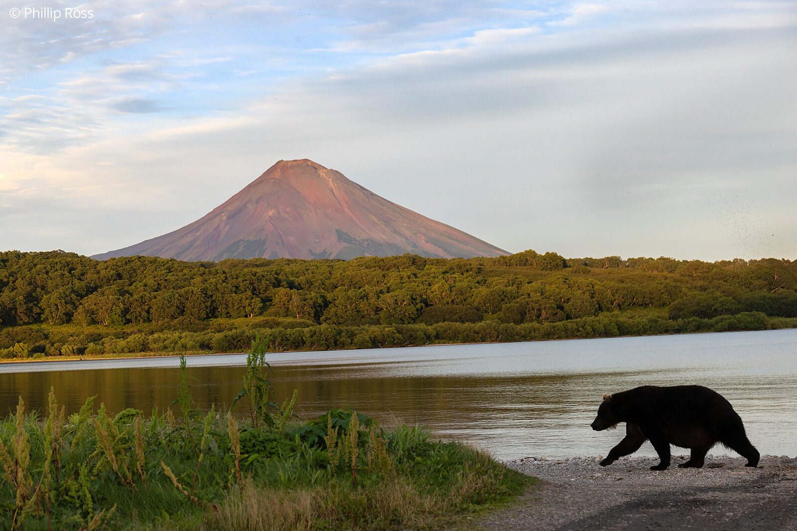 A Kamchatka brown bear (Ursus arctos beringianus) walking along the shore