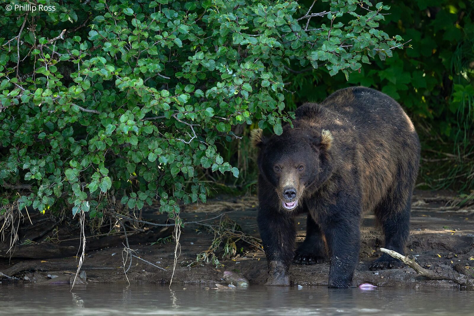 A Kamchatka brown bear (Ursus arctos beringianus) at the water&rsquo;s edge