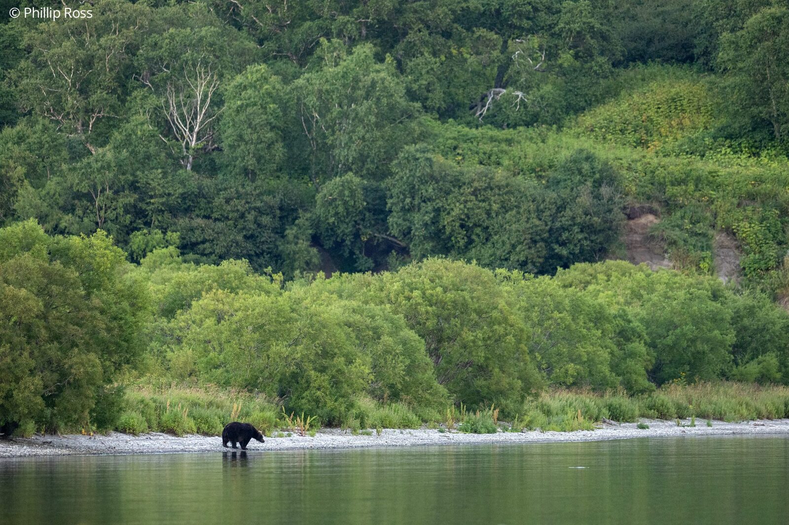 A Kamchatka brown bear (Ursus arctos beringianus) on the far shore