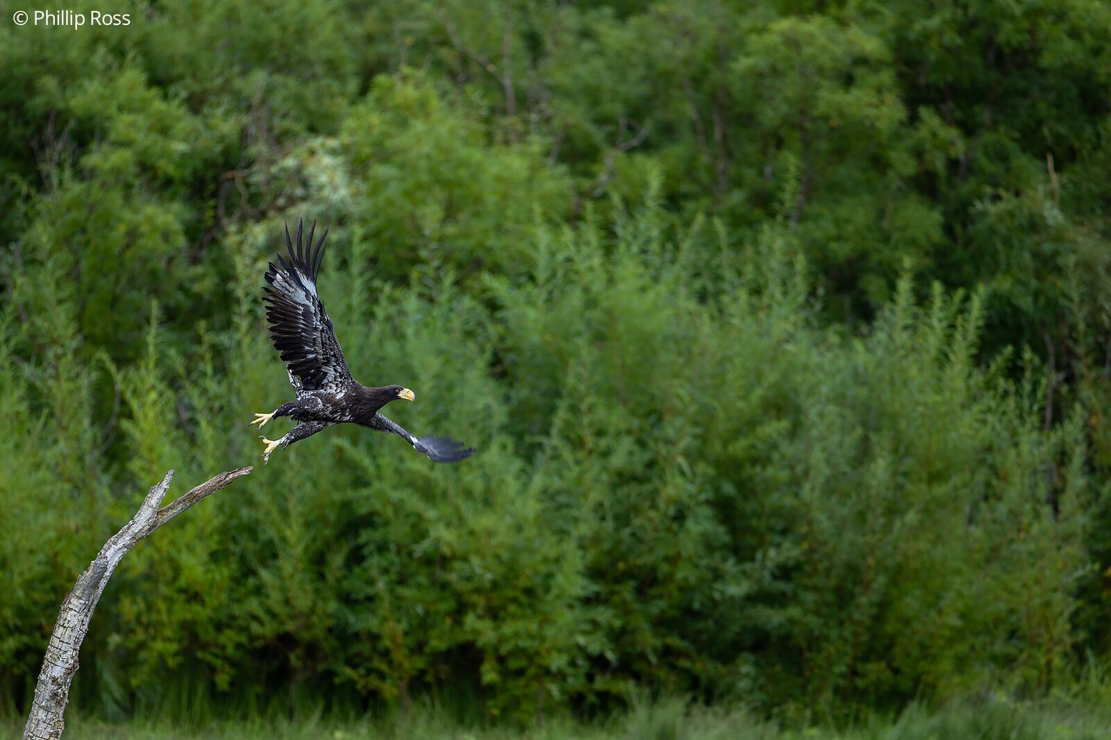 A Steller&rsquo;s Sea Eagle (Haliaeetus pelagicus) landing