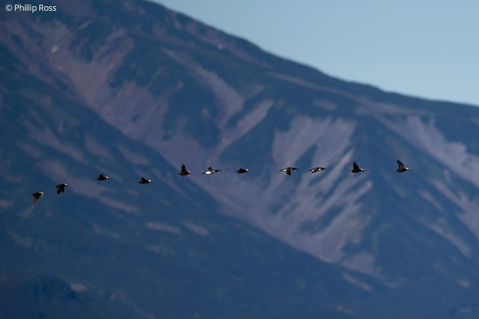 Puffins and Brünnich’s guillemots (Uria lomvia) flying back to their nests below the mountains