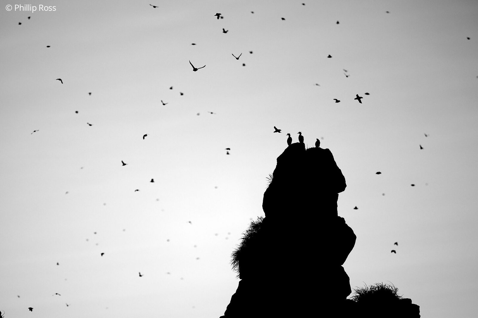 Seabirds over a sea stack